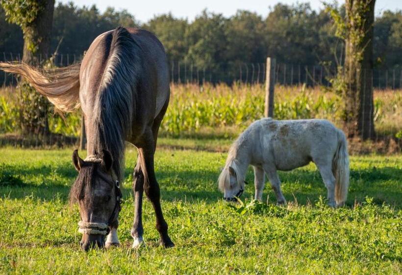 اتاق استاندارد با تراس, B&b De Hazelaardij