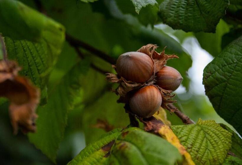 اتاق استاندارد با تراس, B&b De Hazelaardij