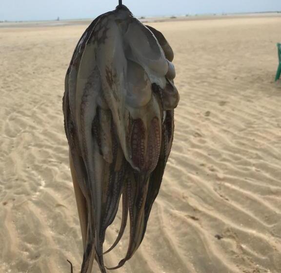 プールビュースイート, Pousada Recanto Pontal De Maracaipe