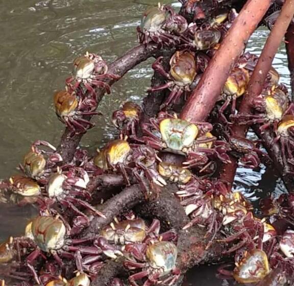 プールビュースイート, Pousada Recanto Pontal De Maracaipe