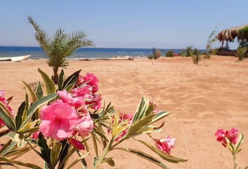 اتاق کلاسیک سه تخته, Bedouin Star