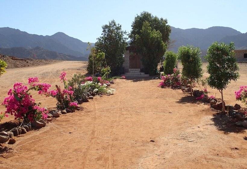 اتاق کلاسیک سه تخته, Bedouin Star