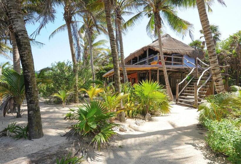 Номер Стандарт, Zamas