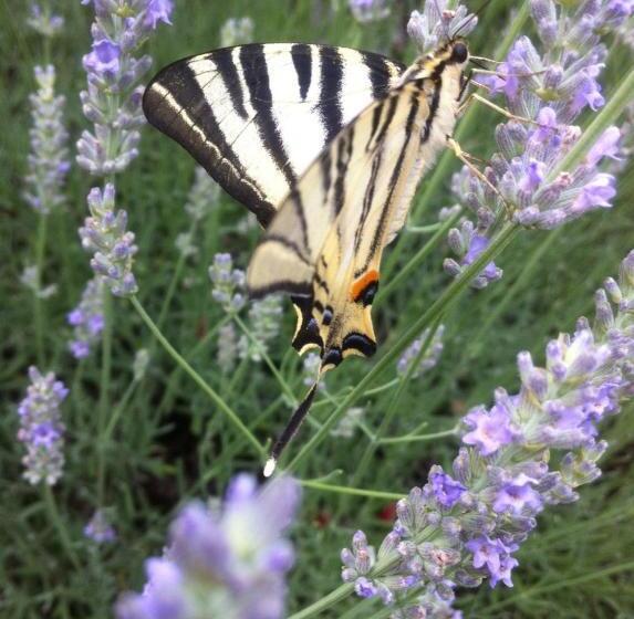 スタンダード４人部屋, Les Jardins D Arbousse