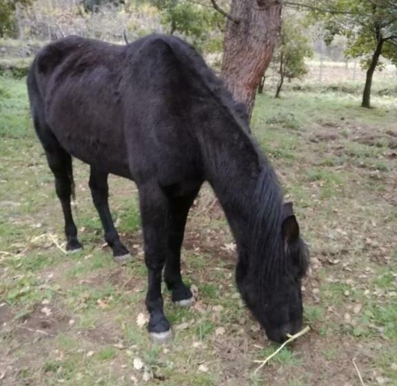 패밀리 룸, Antico Palmento Dell Etna