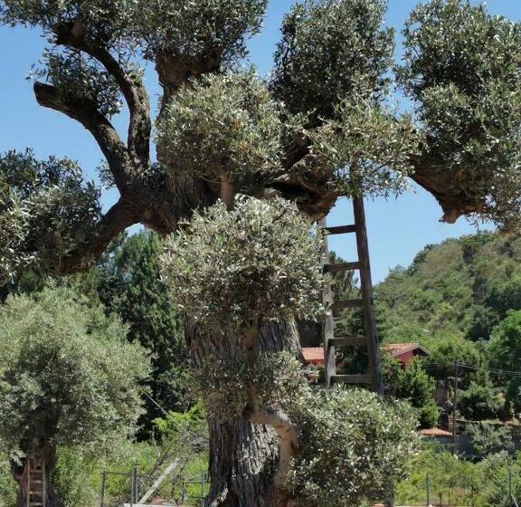 اتاق خانوادگی, Antico Palmento Dell Etna