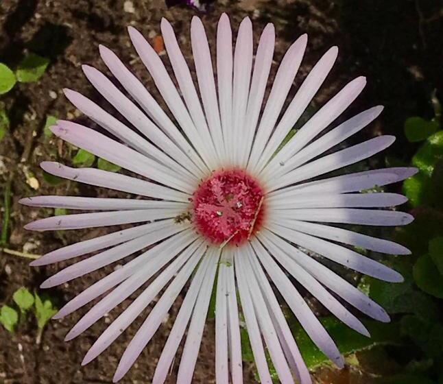 带海景的标准房, Alaska Halcyon Heights Inn