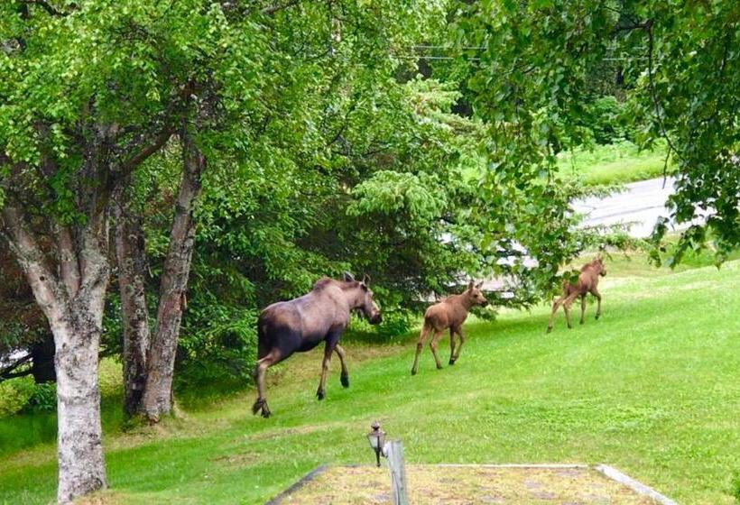 山景套房, Alaska Halcyon Heights Inn