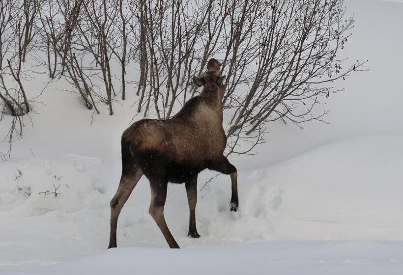 山景套房, Alaska Halcyon Heights Inn