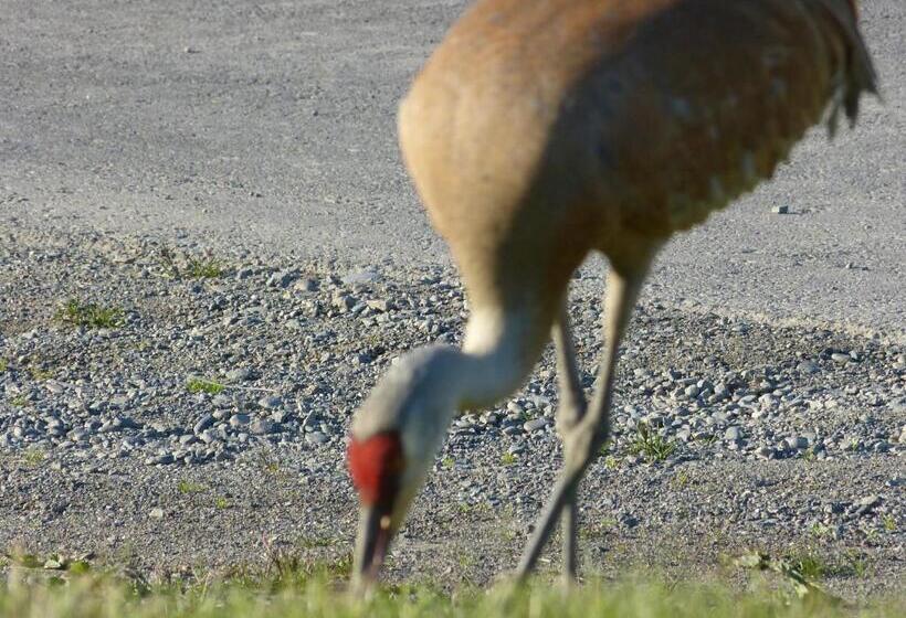 带大床的套房, Alaska Halcyon Heights Inn