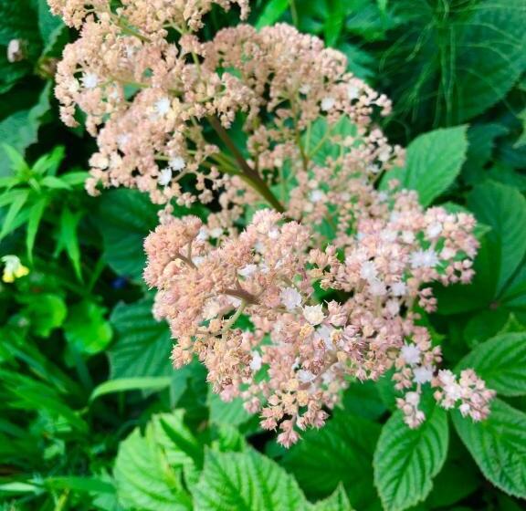 山景套房, Alaska Halcyon Heights Inn