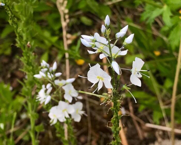 山景套房, Alaska Halcyon Heights Inn