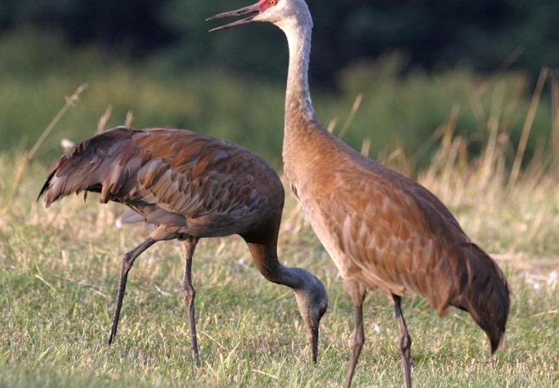 带大床的套房, Alaska Halcyon Heights Inn