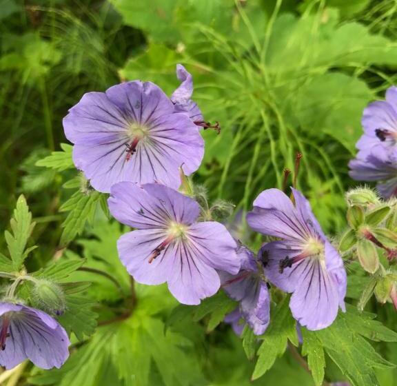 带大床的套房, Alaska Halcyon Heights Inn