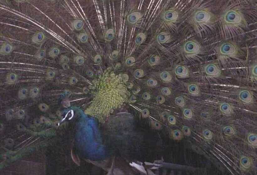 اتاق استاندارد, Hassinger Daniels Guest House