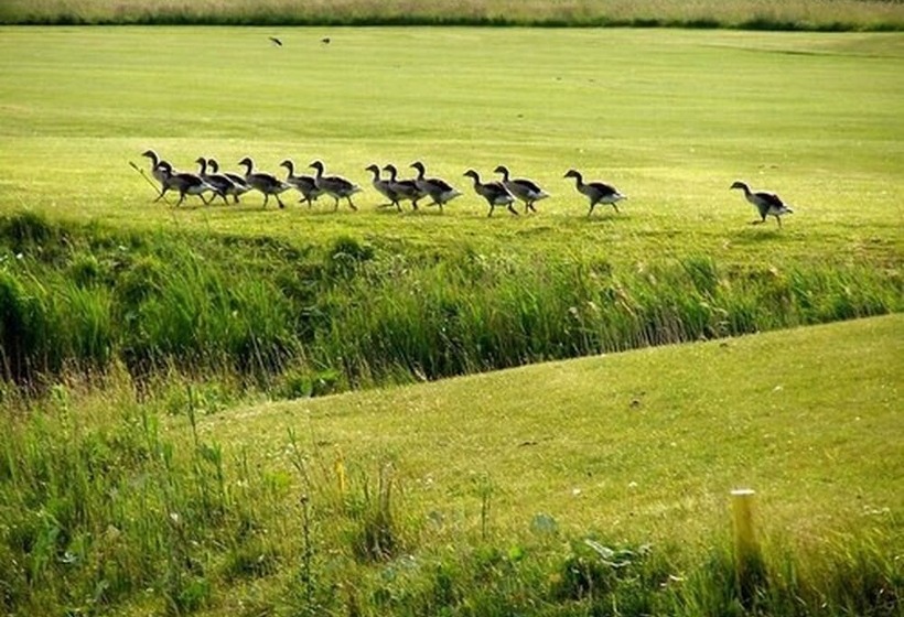 Номер Стандарт, Golf  & Landhotel Am Alten Deich