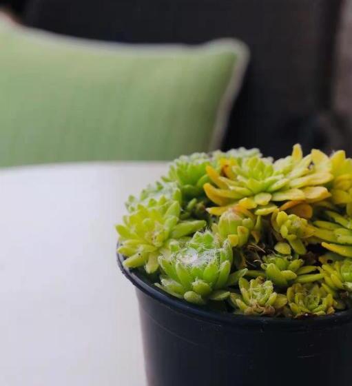 اتاق اکونومی, Pension Moychi