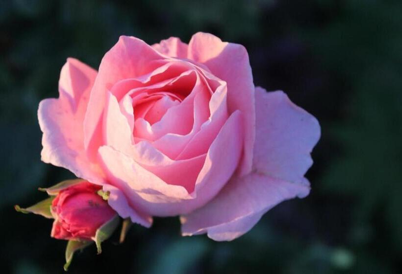 חדר אקונומי, B&b Welgelegen