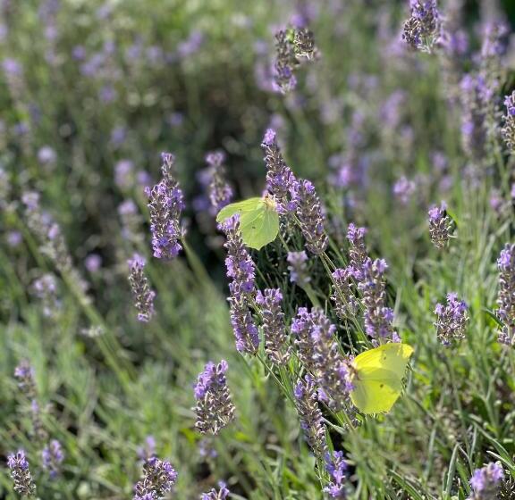 침실 1개 아파트, Am Müritz Nationalpark