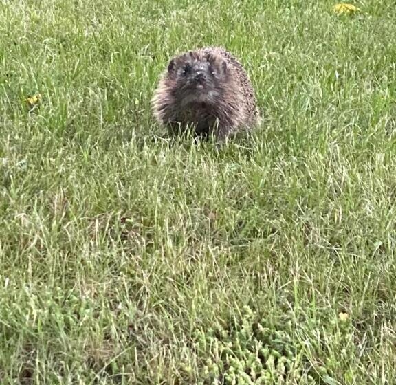 شقة غرفة واحدة, Am Müritz Nationalpark