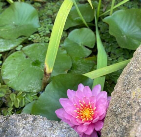 اتاق استاندارد, Juniper Bay