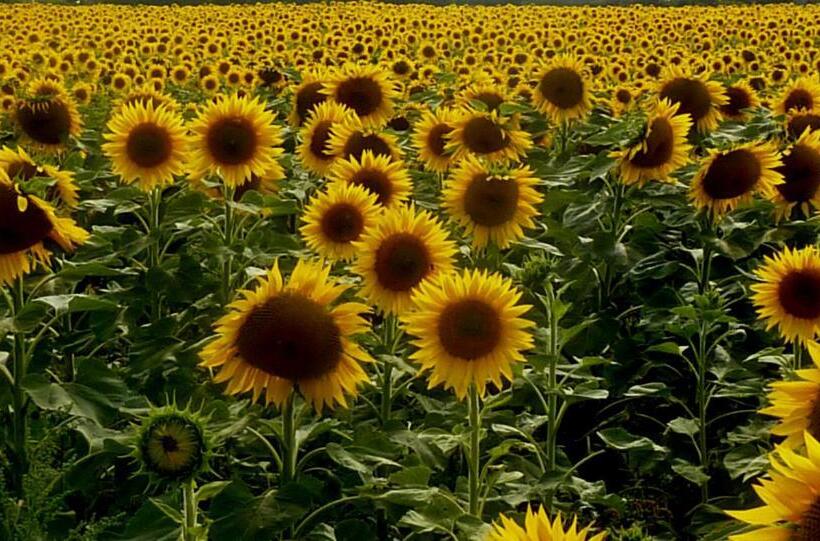 园景标准四人间, Sea Snow Guest Houses