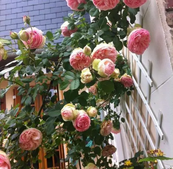 テラス付スイート, Le Mascaret