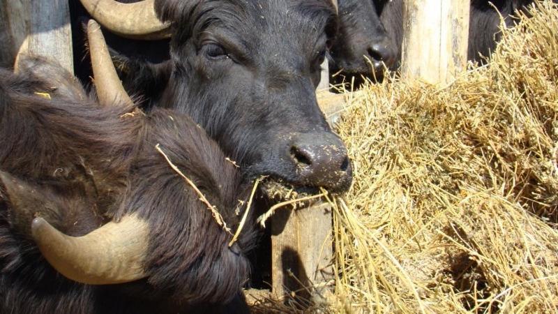 جناح عائلي غرفتين نوم, Mórafészek Vendégház