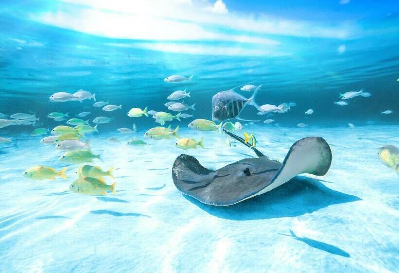 آپارتمان 3 خوابه با چشم‌انداز دریا, Grand Hyatt Baha Mar