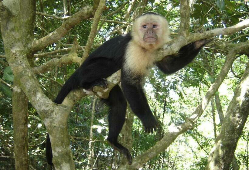 Номер Стандарт, Nahomi Divisamar By Lhr