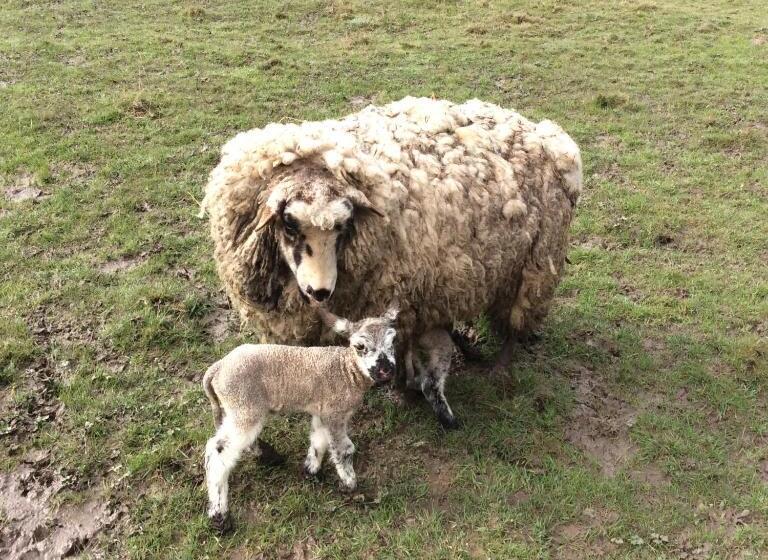 标准房带园景, Gîte Du Puy De L étang