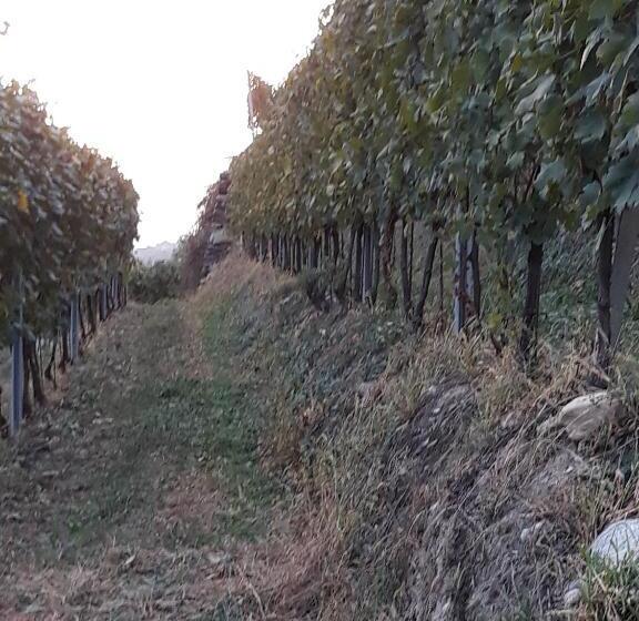 غرفة عائلية, Il Vigneto