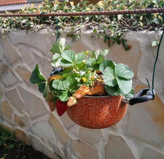 标准间, L Agrifoglio Dell Etna