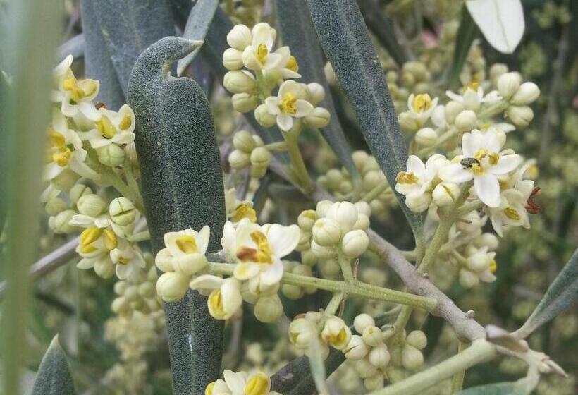 Chambre Deluxe, Alta Perugia B&b