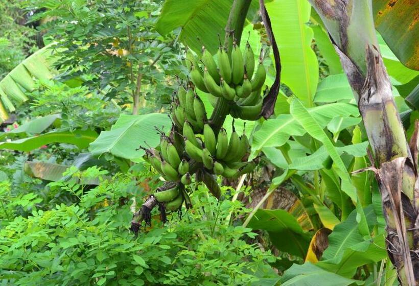 חדר סטנדרט, Sakha House