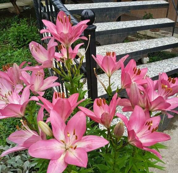 اتاق استاندارد سه تخته با بالکن, Elegant