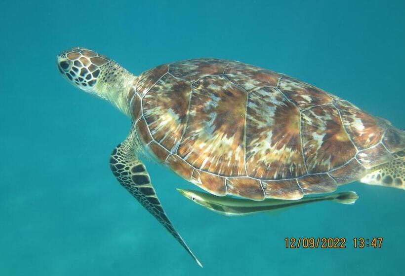 اتاق استاندارد با چشمانداز دریا, Rayhana Guest House