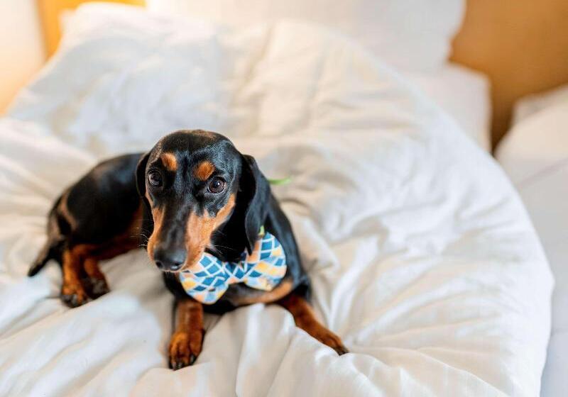 스탠다드 룸, Ibis Bengaluru City Centre   An Accor Brand