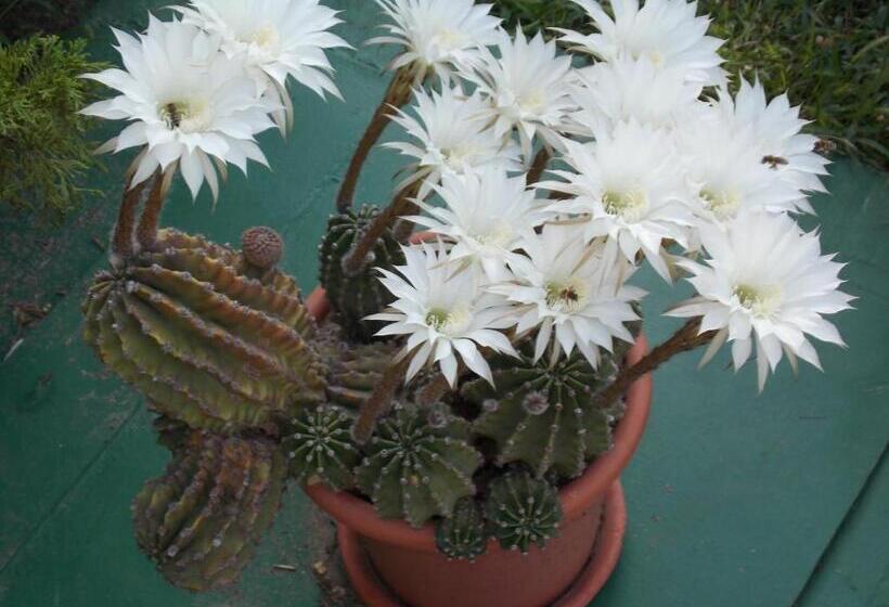 Номер Стандарт с Балконом, Holiday