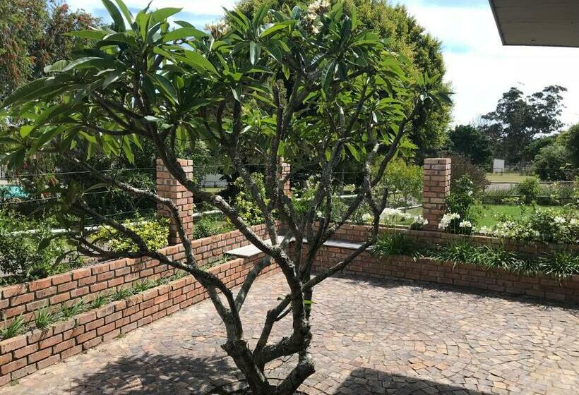 بنجلو قياسى, The Store