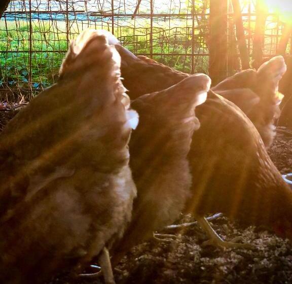 ファミリールーム, B&b De Pauw   Country Home Cooking