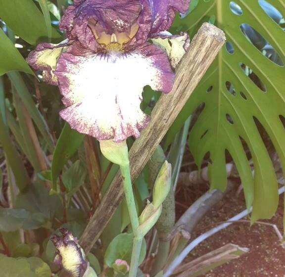 חדר סטנדרט עם מרפסת, Ville Agape