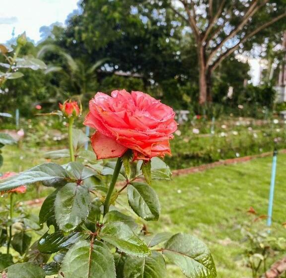 Standart Oda, บ้านภัทร์จรัส น่าน   Baan Patjarad Nan