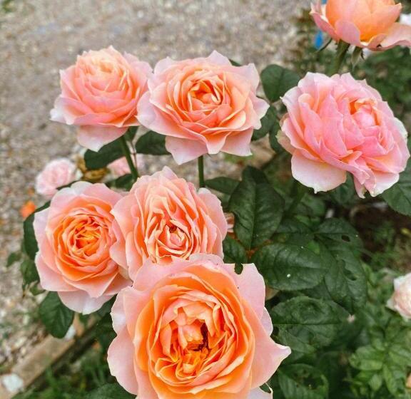 كوخ قياسي, บ้านภัทร์จรัส น่าน   Baan Patjarad Nan