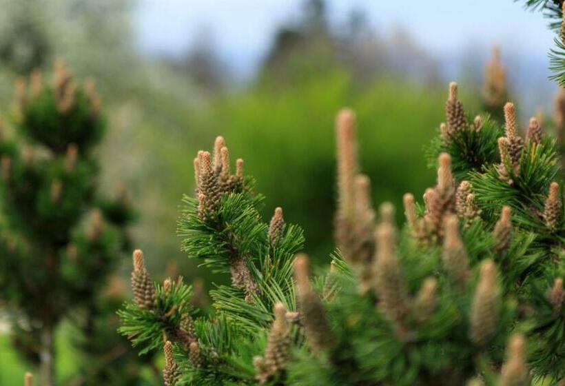 デラックススタジオ, Business Apartment