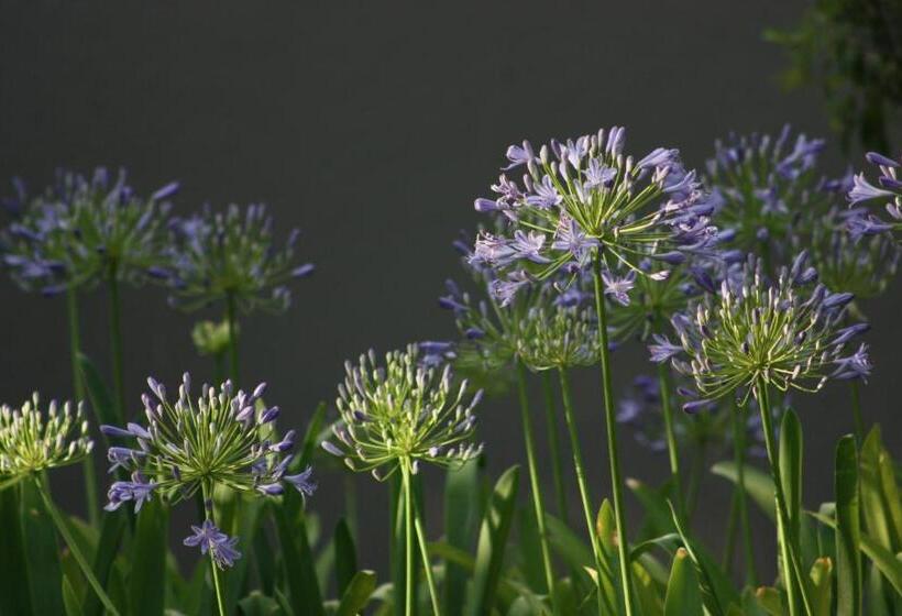 اتاق لوکس, Bush Pillow Guest House