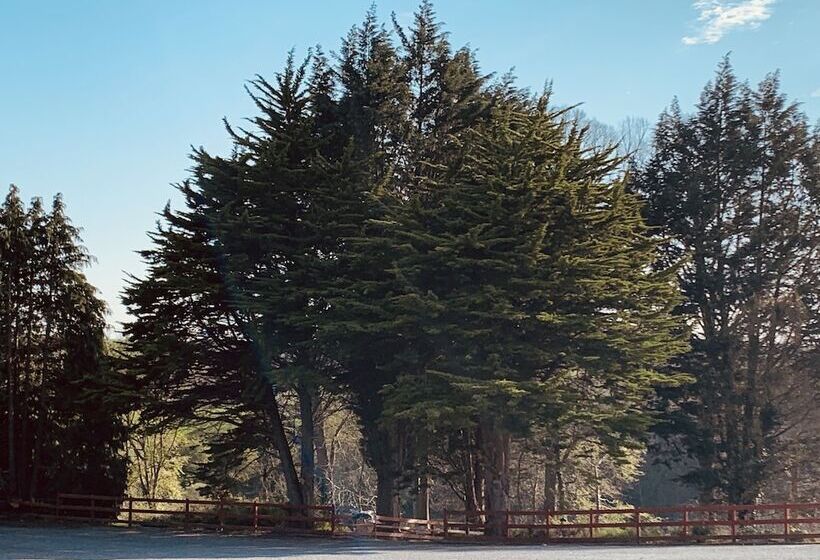 スタンダードルーム, The Bannville