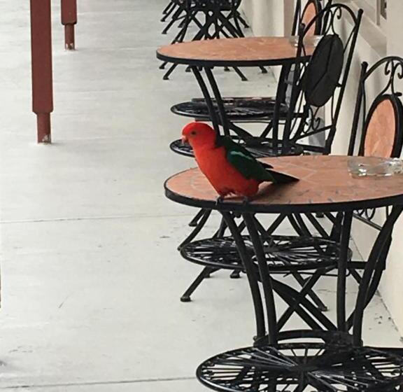 חדר משפחתי, Black Forest Motel