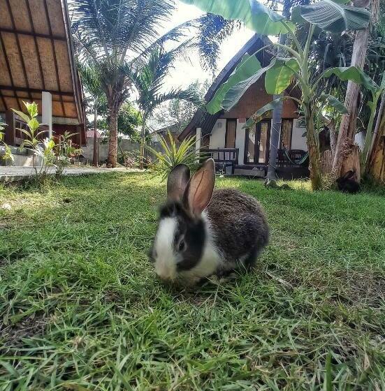 اتاق لوکس با تخت بزرگ, Follow The Rabbit Bungalow