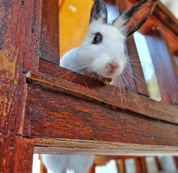 اتاق لوکس با تخت بزرگ, Follow The Rabbit Bungalow